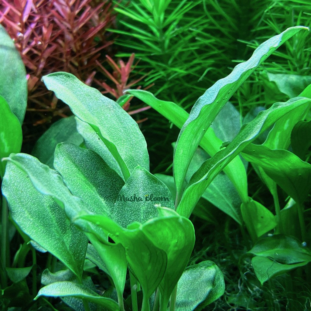 ПИПТОСПАТА РИДЛИ