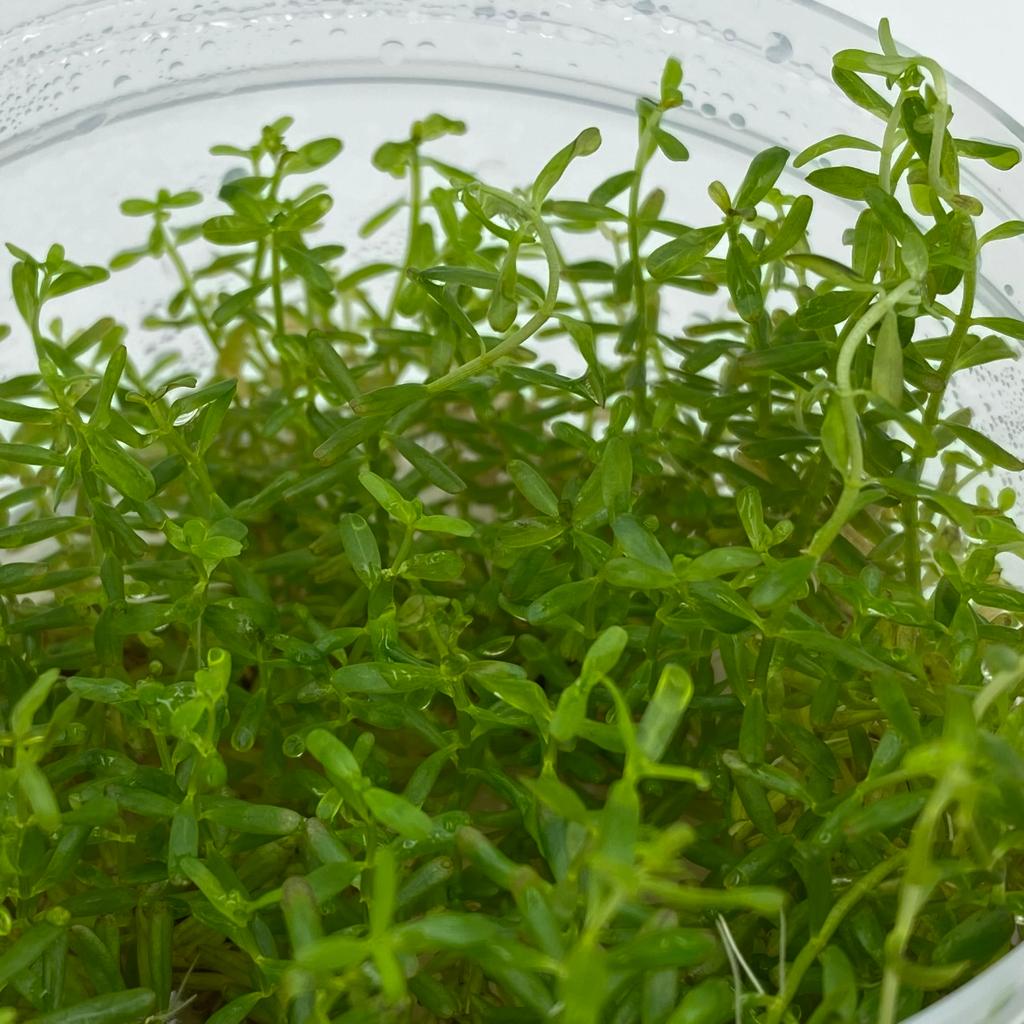 РОТАЛА МАНИПУРЕНСИС (Rotala Manipurensis) меристема