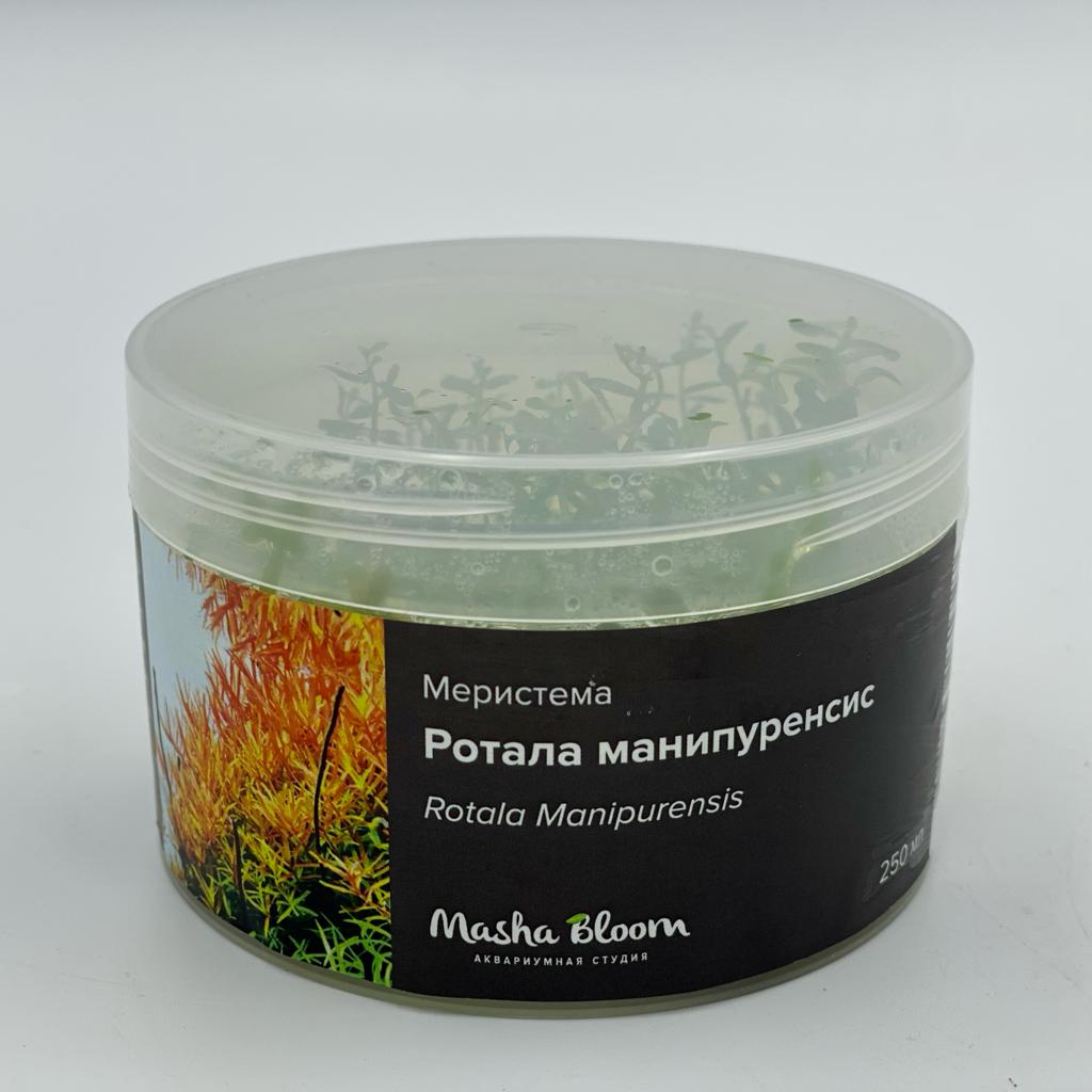 РОТАЛА МАНИПУРЕНСИС (Rotala Manipurensis) меристема