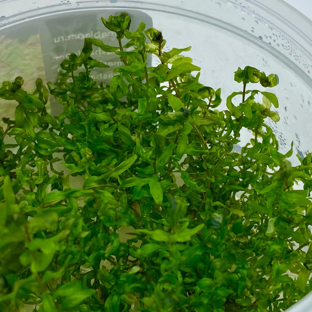 РОТАЛА МАКРАНДРА ЗЕЛЕНАЯ меристема