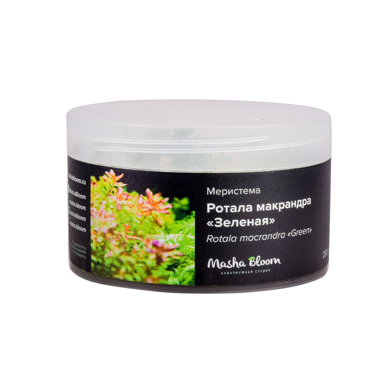 РОТАЛА МАКРАНДРА ЗЕЛЕНАЯ меристема