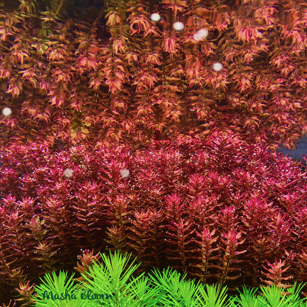 РОТАЛА МАКРАНДРА КРАСНАЯ  МИНИ