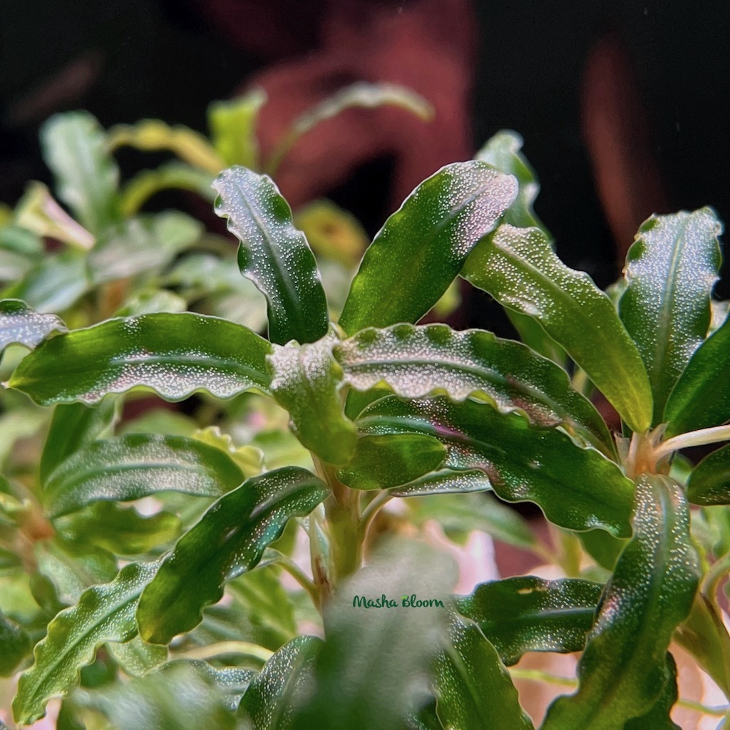 БУЦЕФАЛАНДРА БИБЛИС СКАЙ БЛЮ (Biblis Sky Blue) в горшке