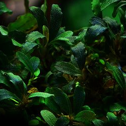 Буцефаландра мини Чёрный ковёр (bucephalandra mini black carpet) на лаве