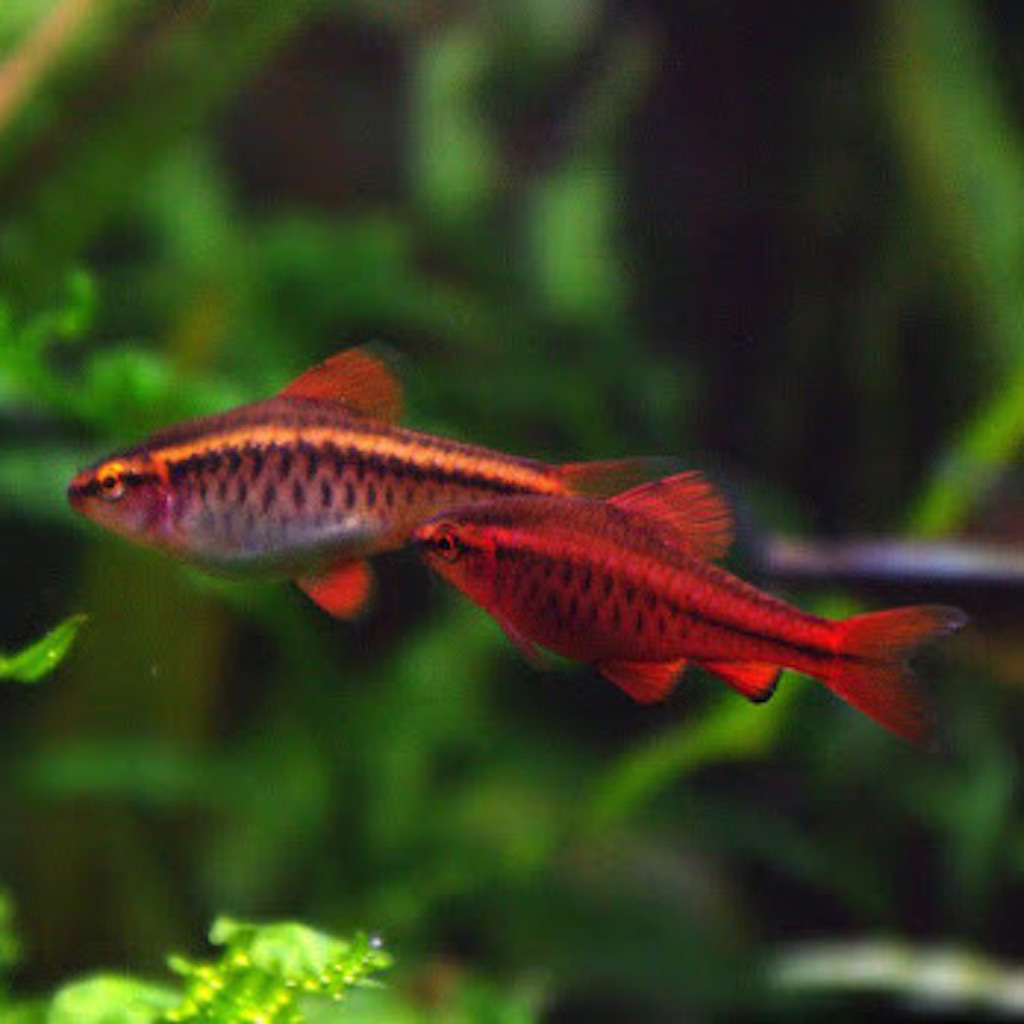 БАРБУС ВИШНЕВЫЙ (Puntius titteya)
