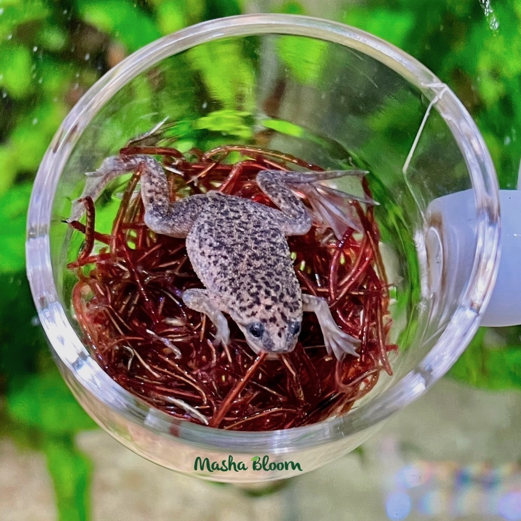 ЛЯГУШКА КАРЛИКОВАЯ АФРИКАНСКАЯ (Hymenochirus boettgeri)