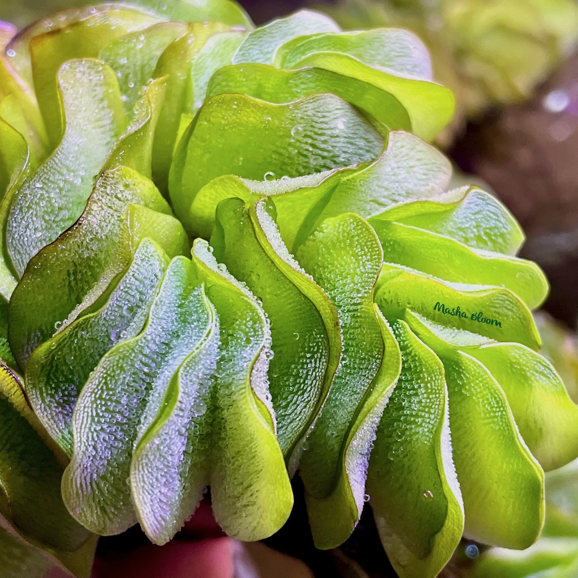 САЛЬВИНИЯ (Salvinia natans)