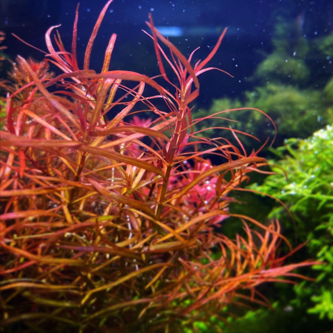 ЛЮДВИГИЯ АРКУАТА (Ludwigia arcuata)