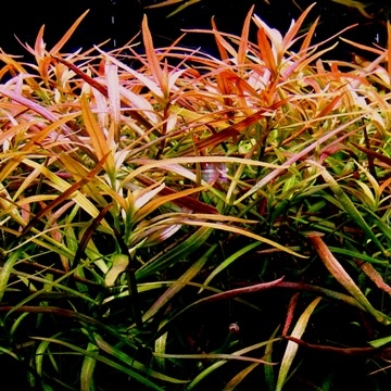 ЛЮДВИГИЯ АРКУАТА (Ludwigia arcuata)