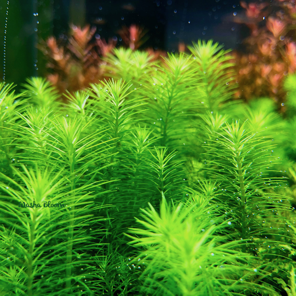 ПОГОСТЕМОН ДЕККАНЕНСИС