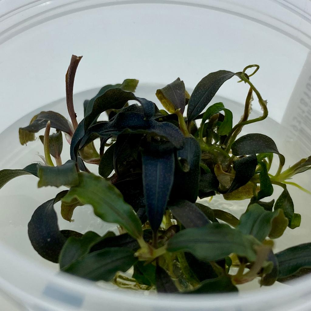 БУЦЕФАЛАНДРА ГОДЗИЛЛА КЕДАГАНГ РЕД (Godzilla Kedagang Red) меристема