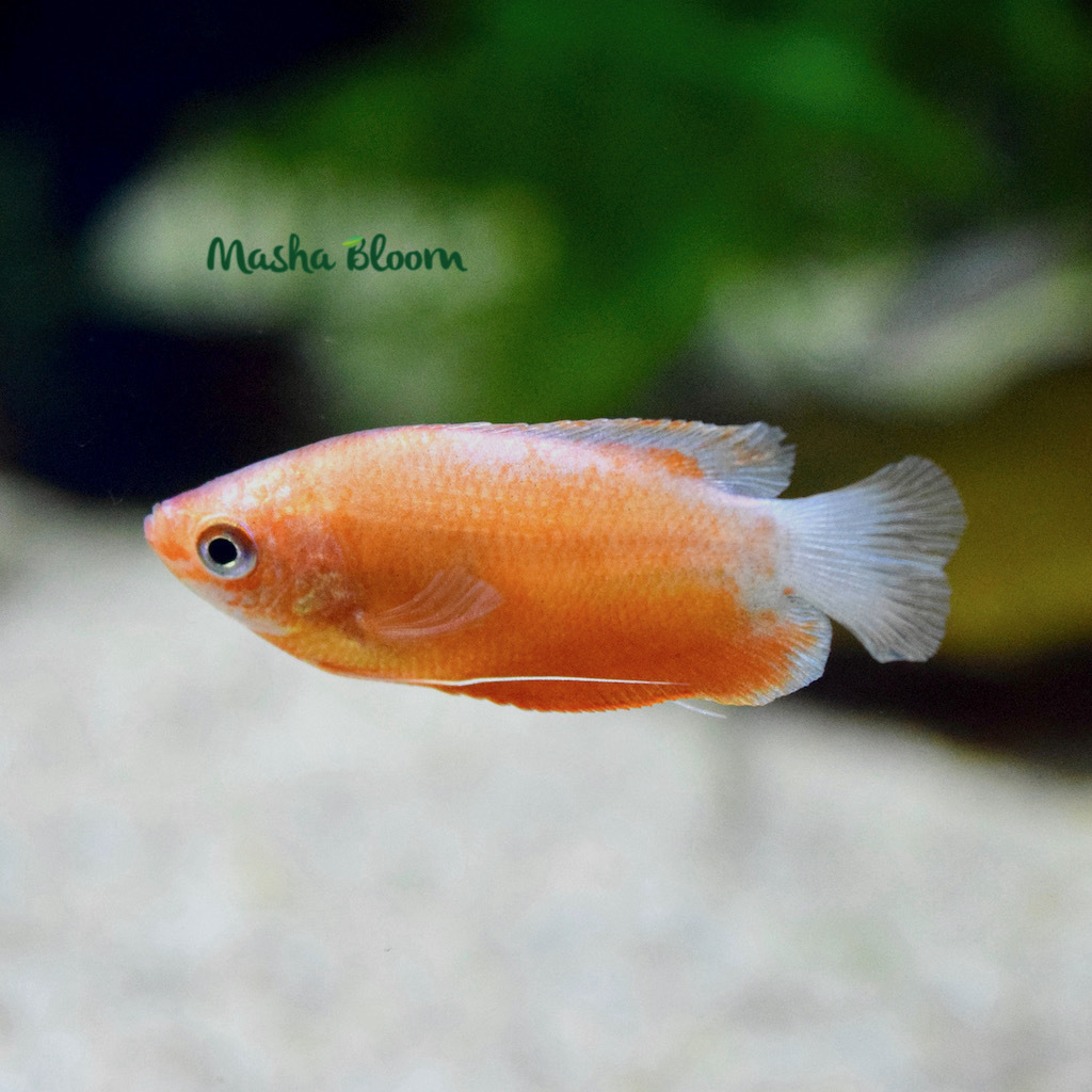 ГУРАМИ МЕДОВЫЙ КРАСНЫЙ (Trichogaster chuna)