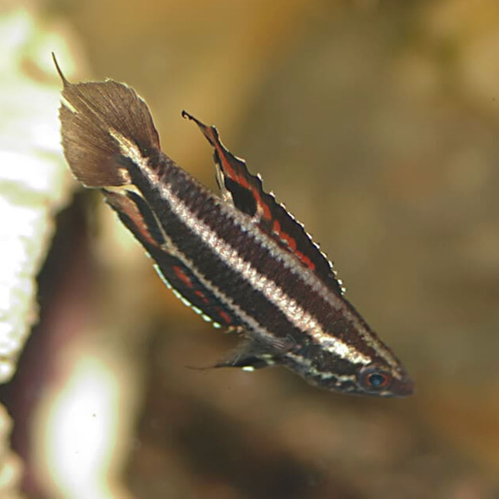 ГУРАМИ ЛАКРИЧНЫЙ (Parosphromenus deissneri)