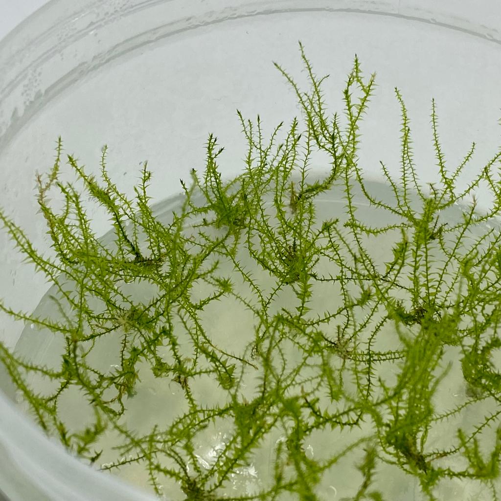 МОХ СТРИНГ (Leptodictyum riparium) меристема