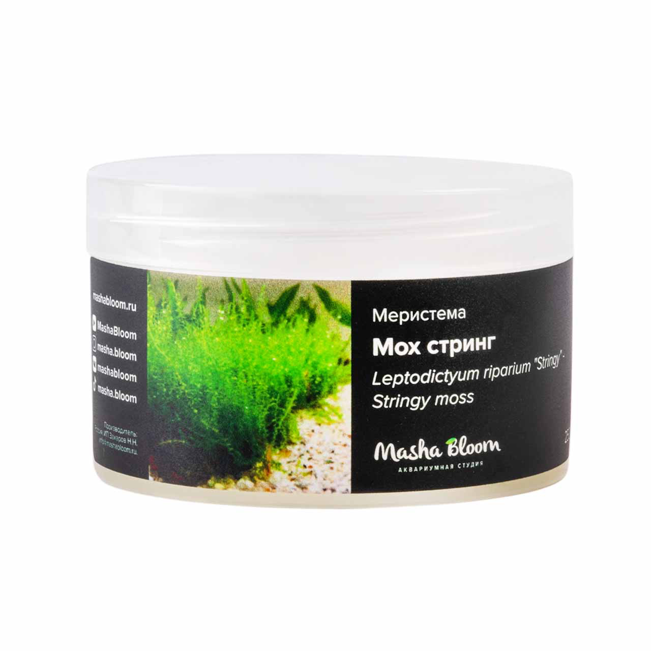 МОХ СТРИНГ (Leptodictyum riparium) меристема