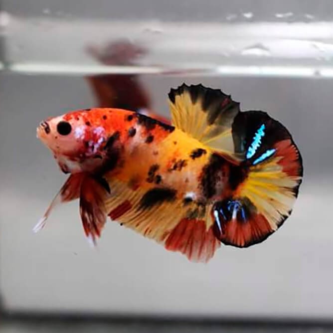 ПЕТУШОК КОИ ассорти  (Betta splendens koi)
