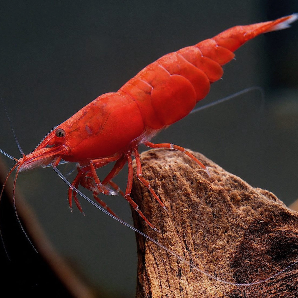 Креветка КРОВАВАЯ МЭРИ (Neocaridina heteropoda var. "Bloody Mary)