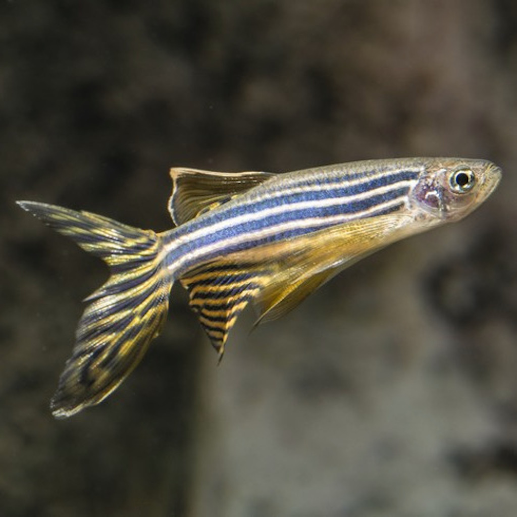 ДАНИО РЕРИО (Danio rerio)