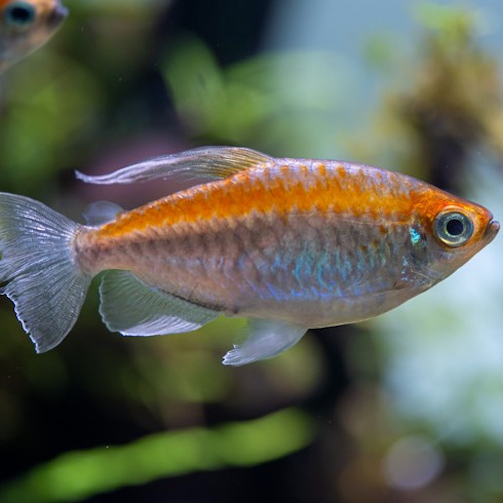 ТЕТРА КОНГО (Phenacogrammus interruptus)