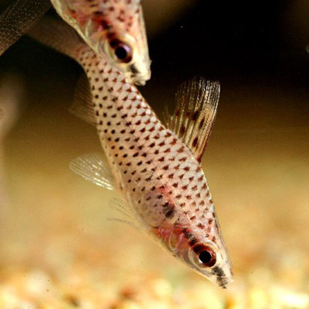 ХИЛОДУС (Chilodus punctatus)