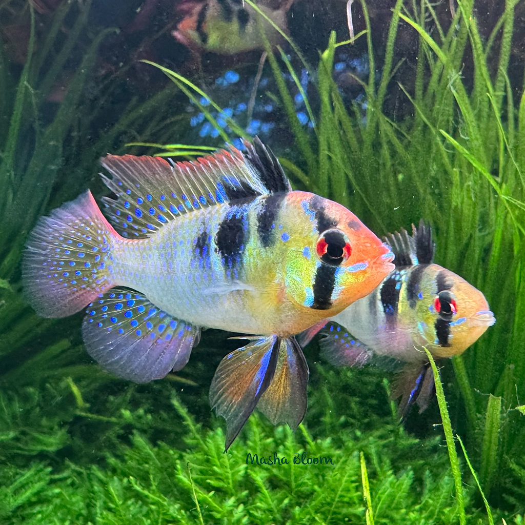 АПИСТОГРАММА РАМИРЕЗИ (Mikrogeophagus ramirezi)