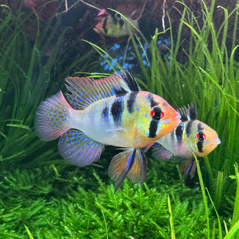 АПИСТОГРАММА РАМИРЕЗИ (Mikrogeophagus ramirezi)