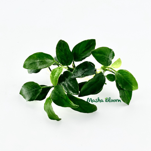 АНУБИАС НАНА ПЕТИТ