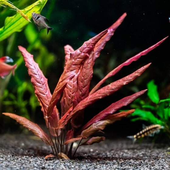 БАРКЛАЙЯ ДЛИННОЛИСТНАЯ КРАСНАЯ  (Barclaya longifolia "Red")