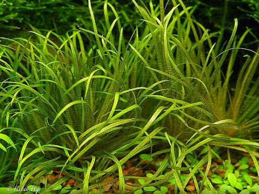 БЛИКСА ЯПОНСКАЯ  (Blyxa japonica)