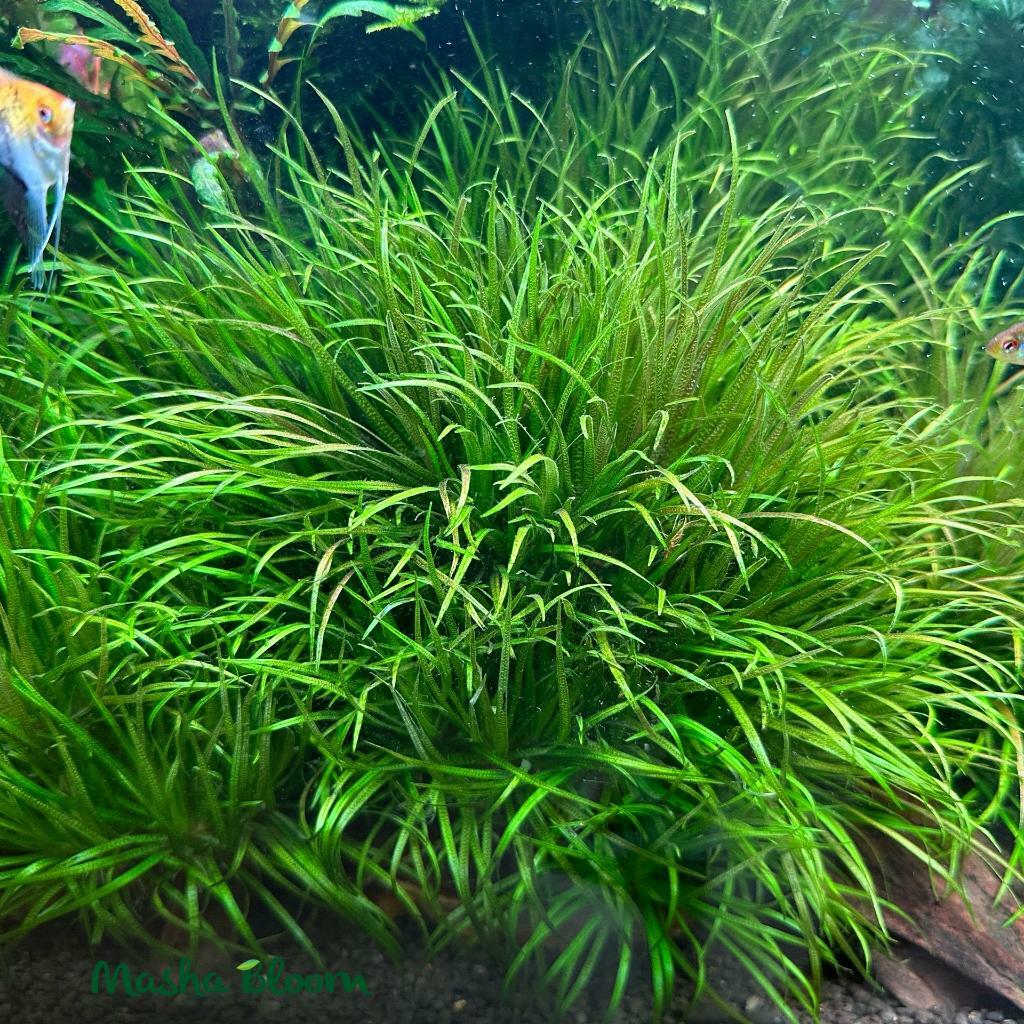 Бликса японская (Blyxa japonica)