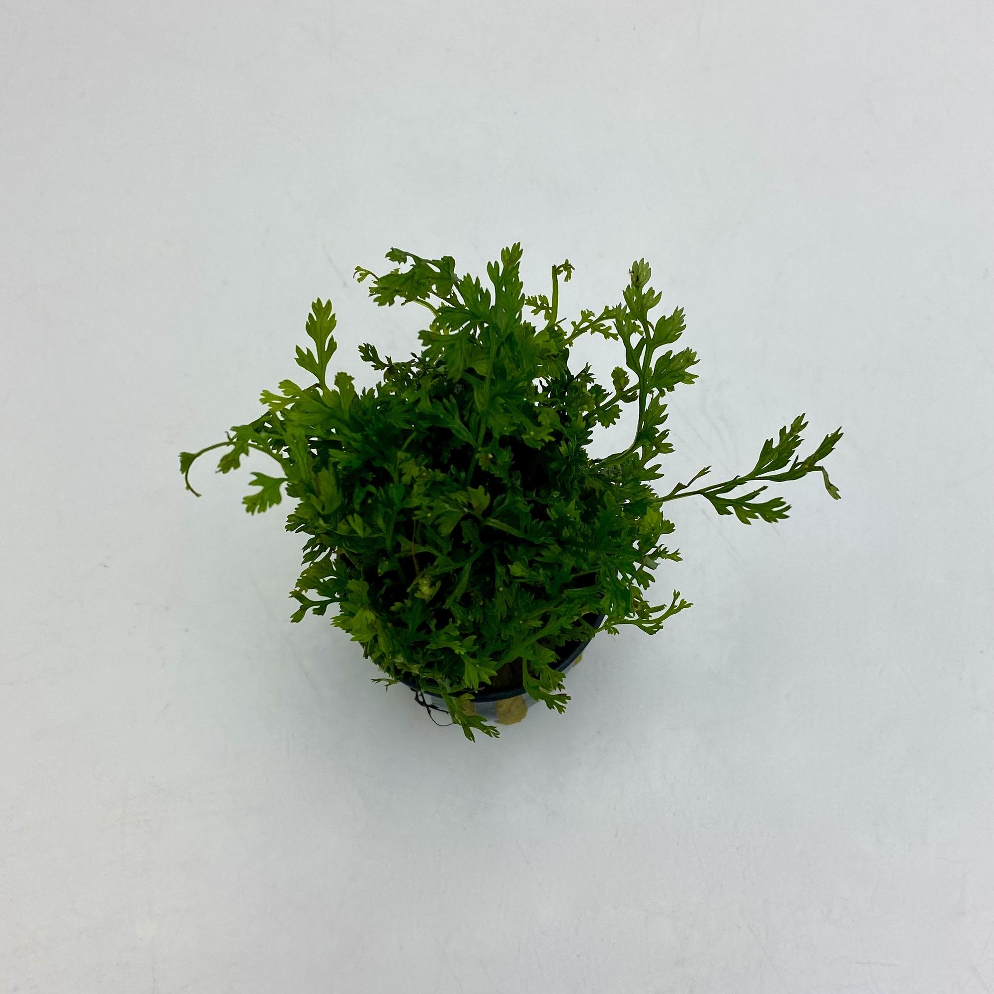 ПАПОРОТНИК БОЛБИТИС КАРЛИКОВЫЙ (В ГОРШКЕ)