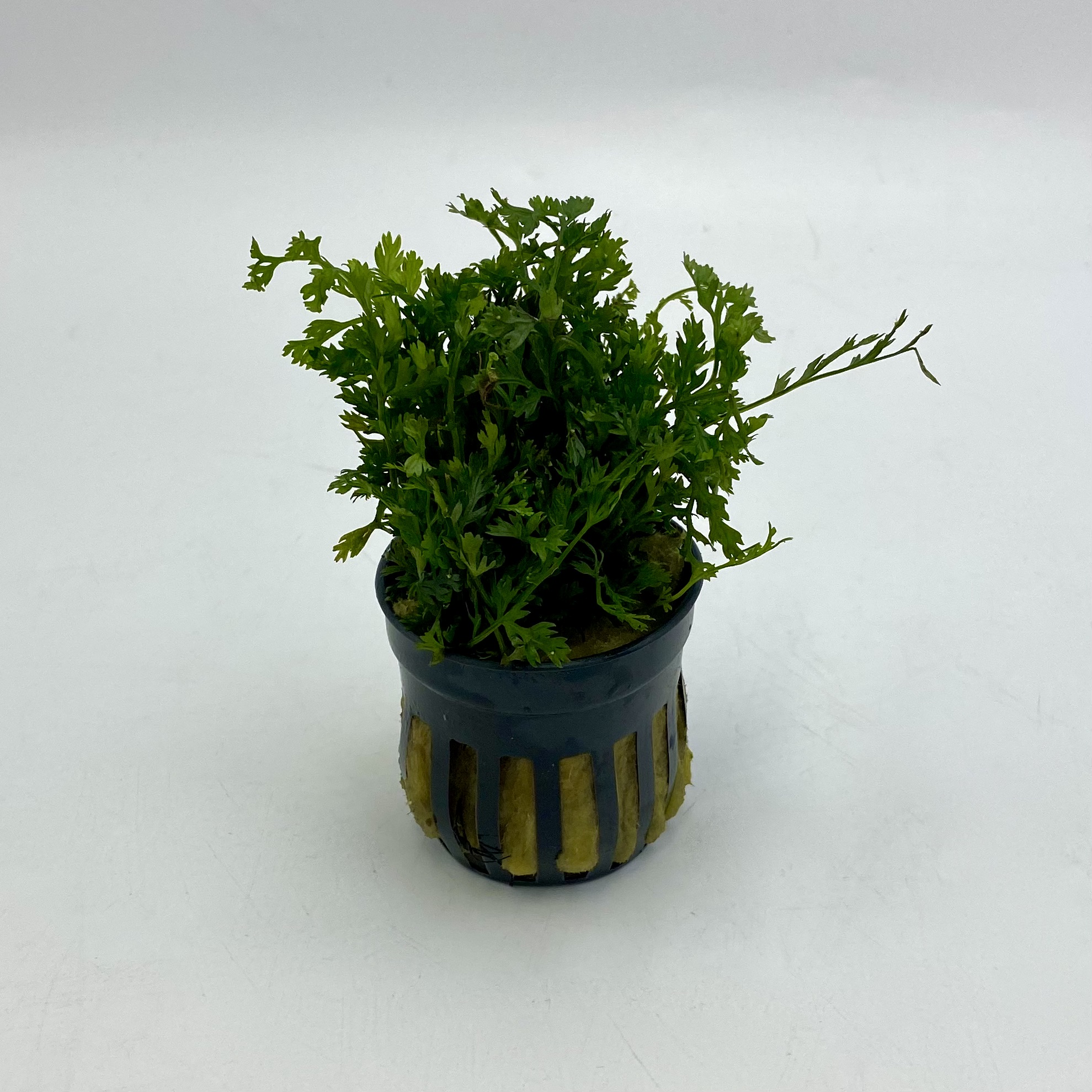 ПАПОРОТНИК БОЛБИТИС КАРЛИКОВЫЙ (В ГОРШКЕ)