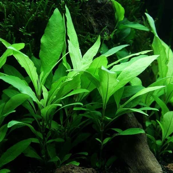 ГИГРОФИЛА ЛИМОННИК  ( Hygrophila corymbosa)