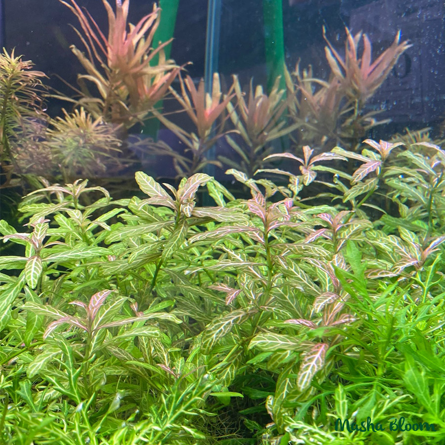 Гигрофила многосеменная мраморная (Hygrophila polysperma «Sunset» / «Rosanervig»)