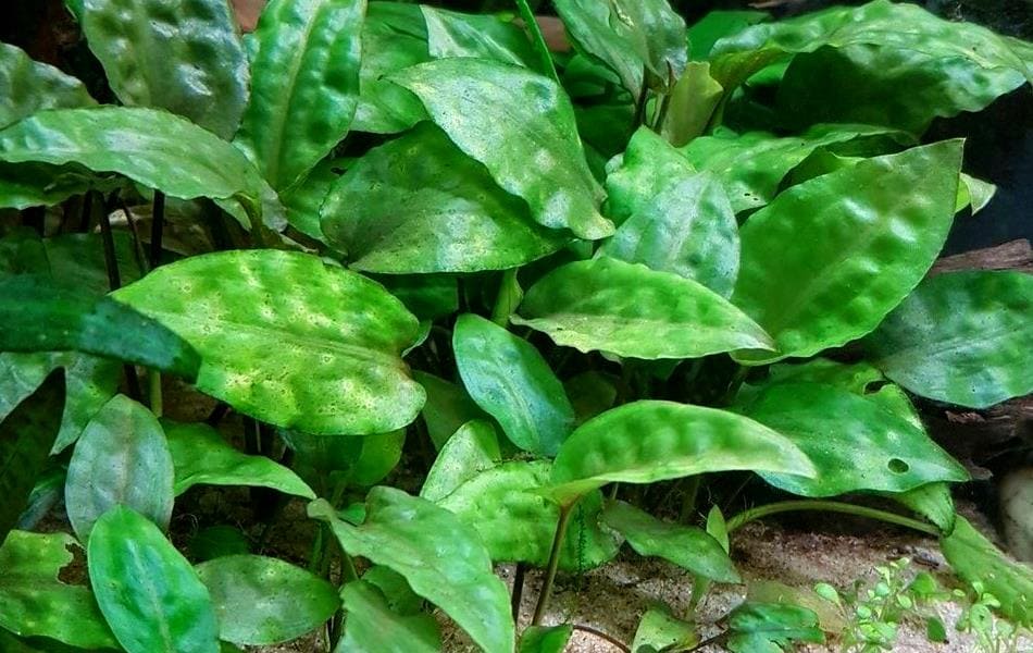 Криптокорина понтедериеволистная (Cryptocoryne pontederiifolia)