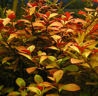 ЛЮДВИГИЯ ПОЛЗУЧАЯ (Ludwigia repens)