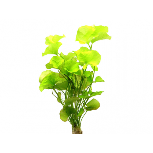 НИМФОИДЕС ФЛИППЕР  (Nymphoides hydrophylla)