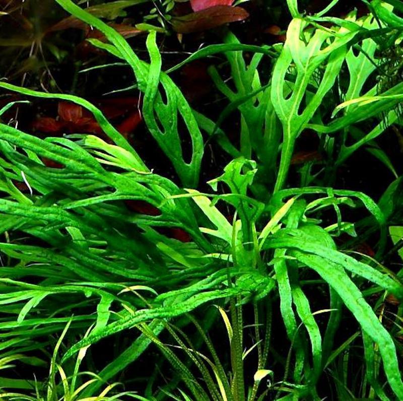 ПАПОРОТНИК  ТРИДЕНТ или ТРЕЗУБЕЦ  (Microsorum pteropus «Trident»)