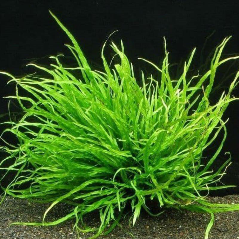 ПАПОРОТНИК УЗКОЛИСТНЫЙ мини