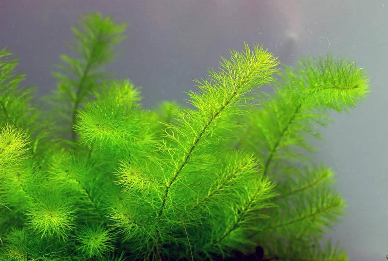 ПЕРИСТОЛИСТНИК ГАЙАНА (Myriophyllum sp. «Guyana»)
