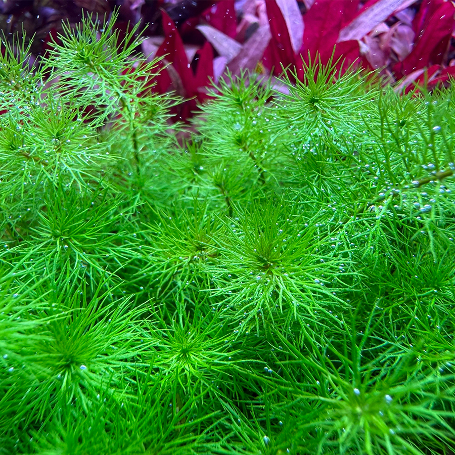 Перистолистник гайана (Myriophyllum sp. «Guyana»)