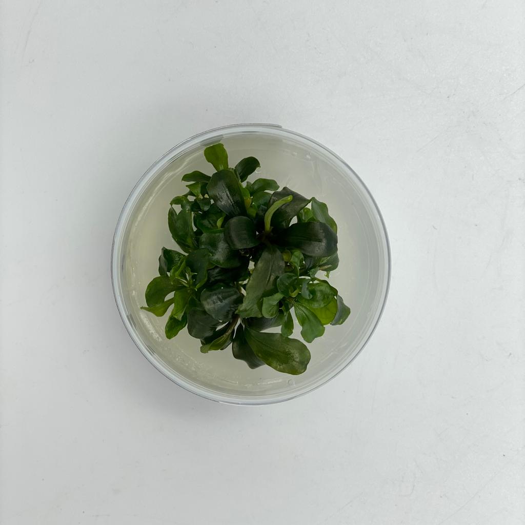 БУЦЕФАЛАНДРА ЗЕЛЕНАЯ ВОЛНА (Bucephalandra sp. "Green Wave") меристема