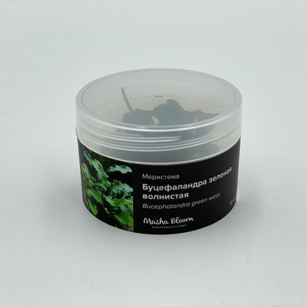 БУЦЕФАЛАНДРА ЗЕЛЕНАЯ ВОЛНА (Bucephalandra sp. "Green Wave") меристема