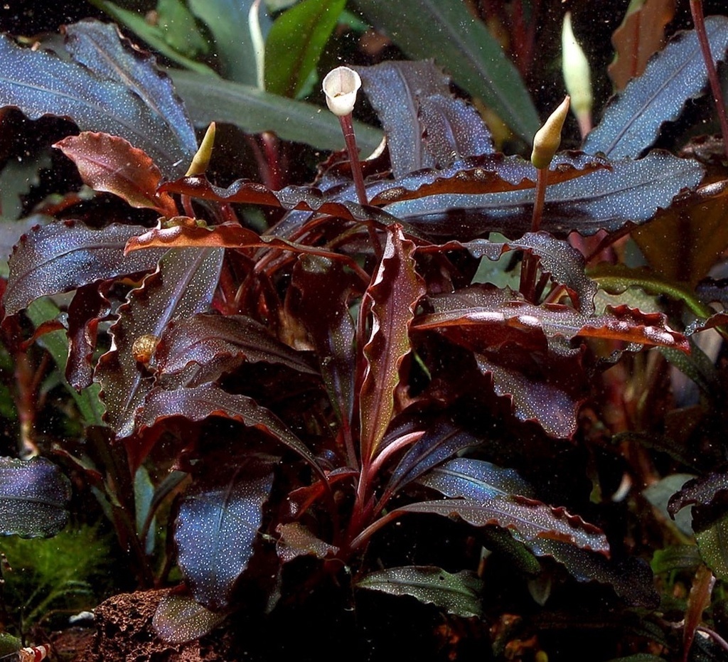 БУЦЕФАЛАНДРА КУПЕР ЛИФ МЕЛАВИ,(Bucephalandra  "Copper Leaf Melaw")