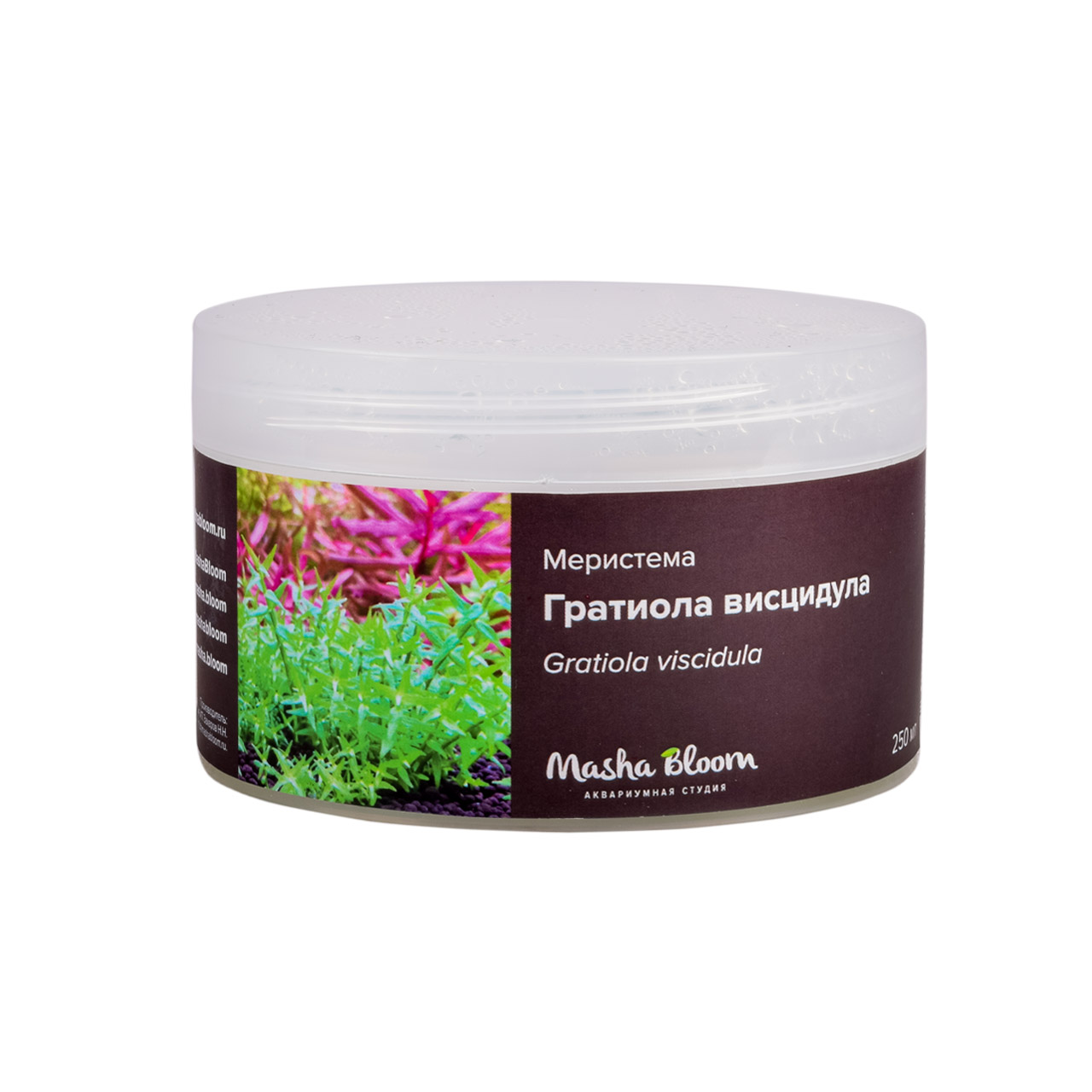 ГРАТИОЛА ВИСЦИДУЛА меристема