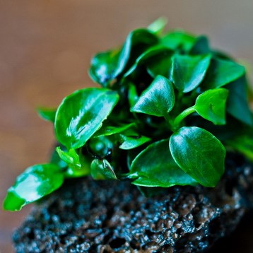 АНУБИАС НАНА ПЕТИТ на лаве с меристемы