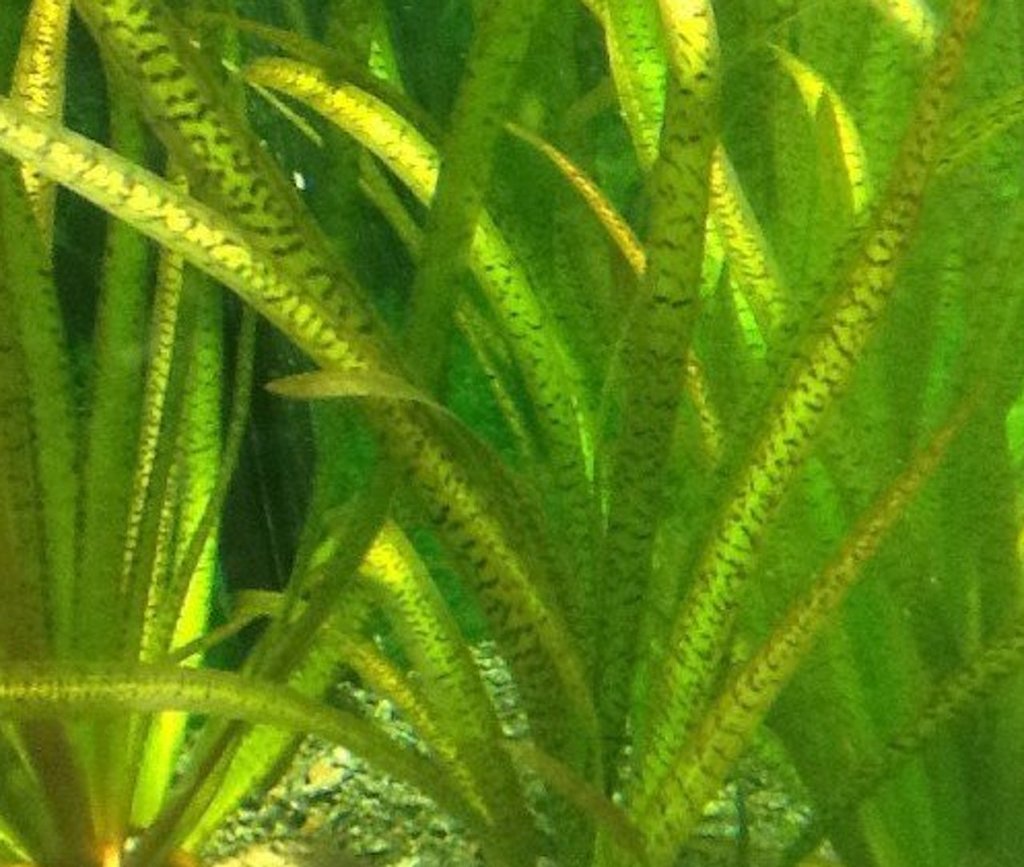 ВАЛЛИСНЕРИЯ ТИГРОВАЯ (Vallisneria nana «Tiger»)