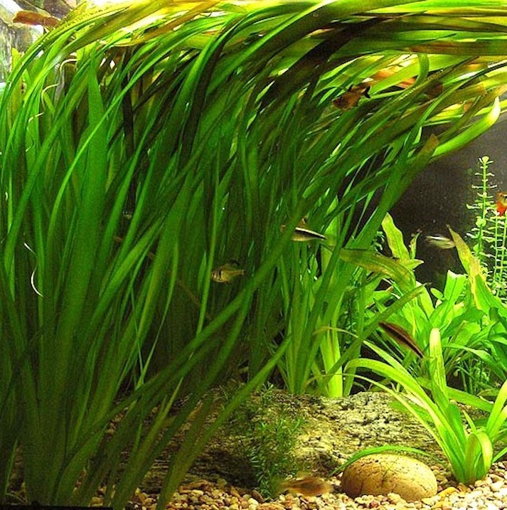 ВАЛЛИСНЕРИЯ ГИГАНТСКАЯ (Vallisneria gigantea)