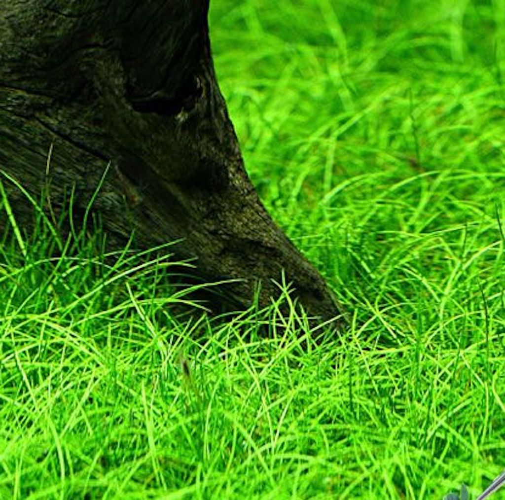 ЭЛЕОХАРИС МИНИ