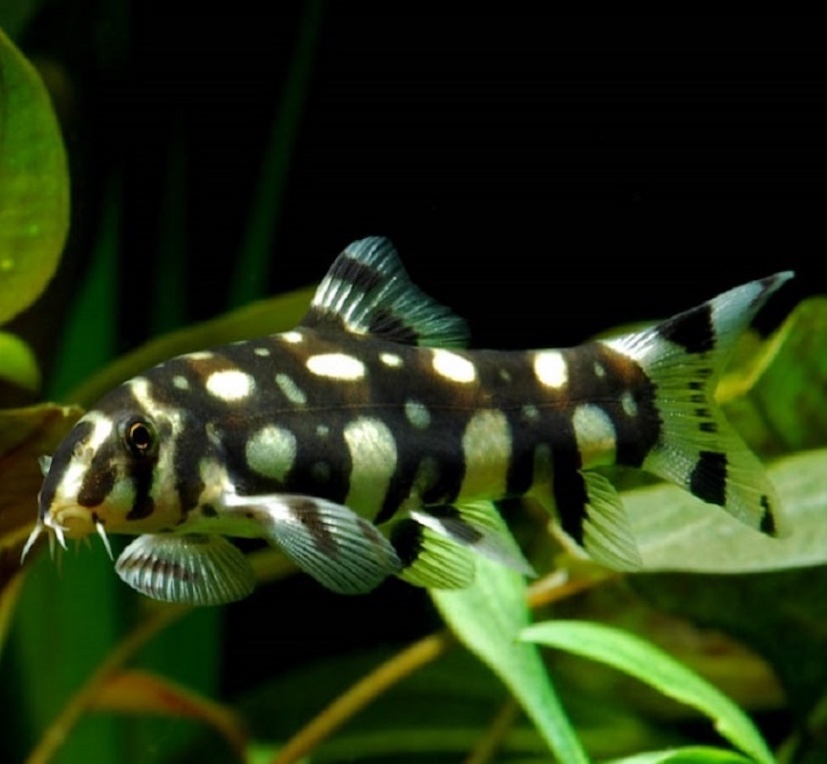 БОЦИЯ ШАХМАТНАЯ (Botia kubotai)